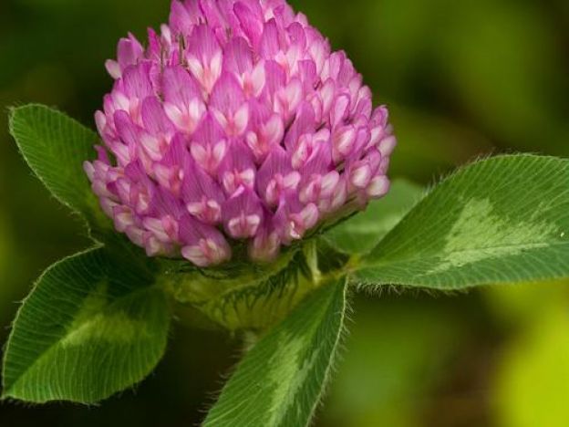 RED CLOVER