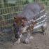 The Queen was Once Fed a Stew with This Kind of Rodent...