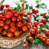 Tomatoes