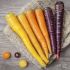 Carrots