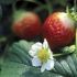 Choosing your fruits
