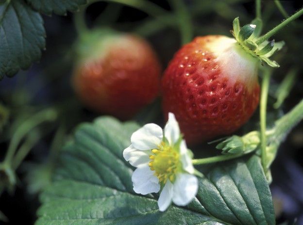 Choosing your fruits