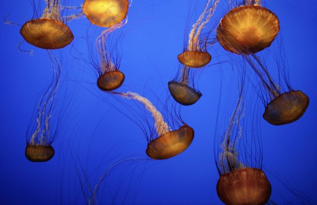 Treat jellyfish stings