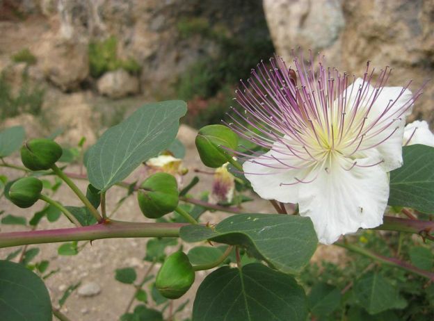 Capers