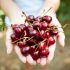 Cherries