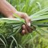 Lemongrass