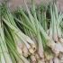 Lemongrass