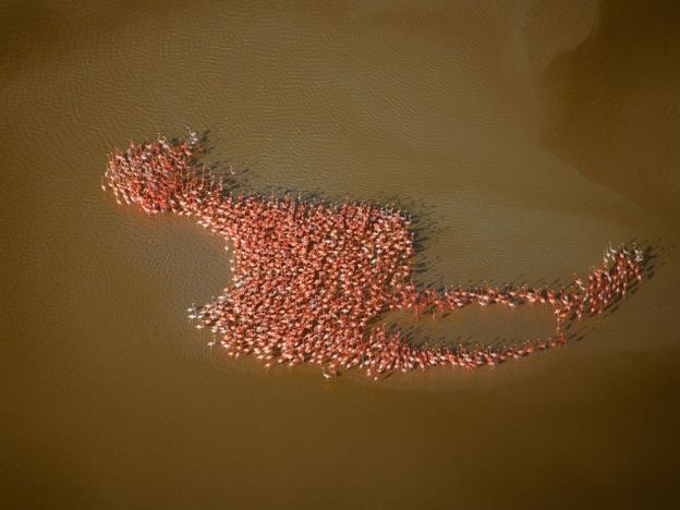 A flamingo made out of flamingos