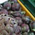 Artichoke Munster