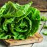 Lettuce and Leafy Greens
