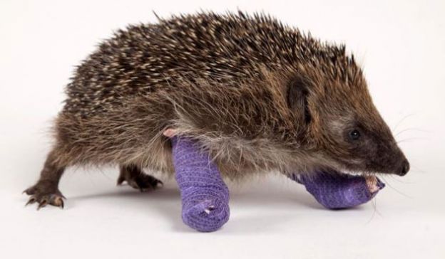 Baby animals in casts