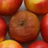 Not being careful with spoiled produce