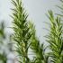 Rosemary