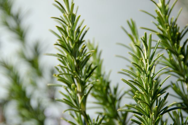 Rosemary
