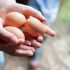 Eggs Are a Rich Source of Choline