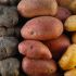 Potatoes