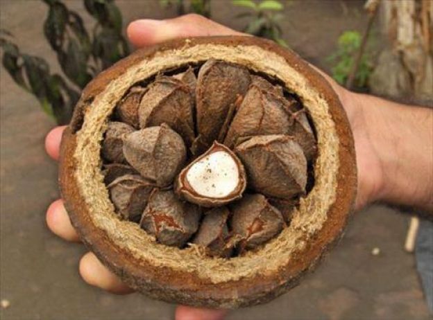 Brazil Nuts
