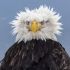 This disheveled eagle