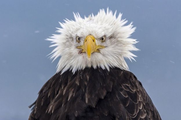 This disheveled eagle