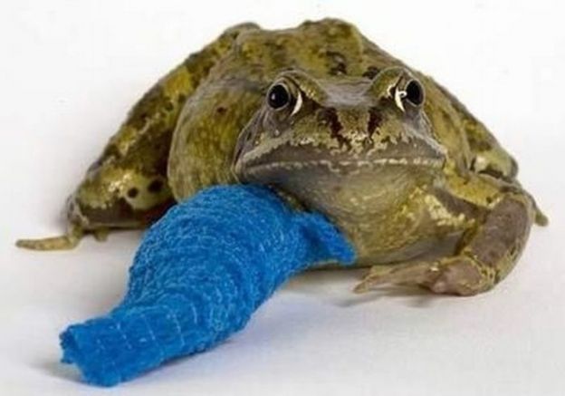 Baby animals in casts