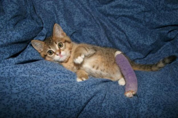 Baby animals in casts