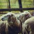Sheep's milk