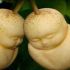 BUDDHA PEARS