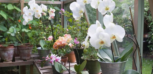 Give your orchid plenty of Vitamin D.