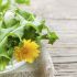 Dandelions