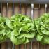 Lettuce