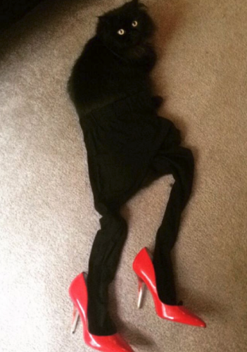 Cats in Leggings