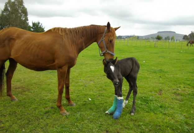 Baby animals in casts