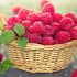 Raspberries