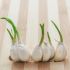 My garlic is sprouting… can I still eat them?