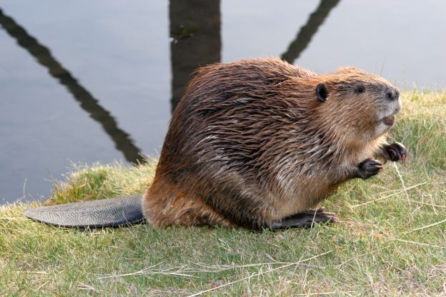 Beaver Tail