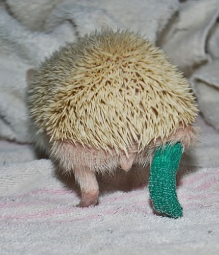 Baby animals in casts