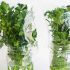 Keep Fresh Herbs Fresh for Longer with Water and Plastic Bags