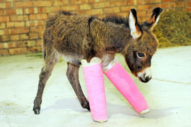 Baby animals in casts