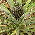How do pineapples and 8 other fruits grow?