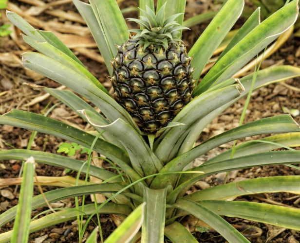 How do pineapples and 8 other fruits grow?