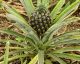 How do pineapples and 8 other fruits grow?