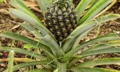 How do pineapples and 8 other fruits grow?