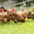 10 things you didn't know about chicken