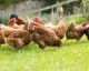10 things you didn't know about chicken