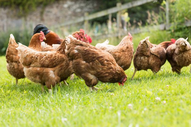 10 things you didn't know about chicken