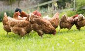 10 things you didn't know about chicken