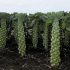 Brussels sprouts