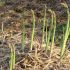 Asparagus