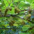 Kiwis