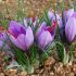 Saffron